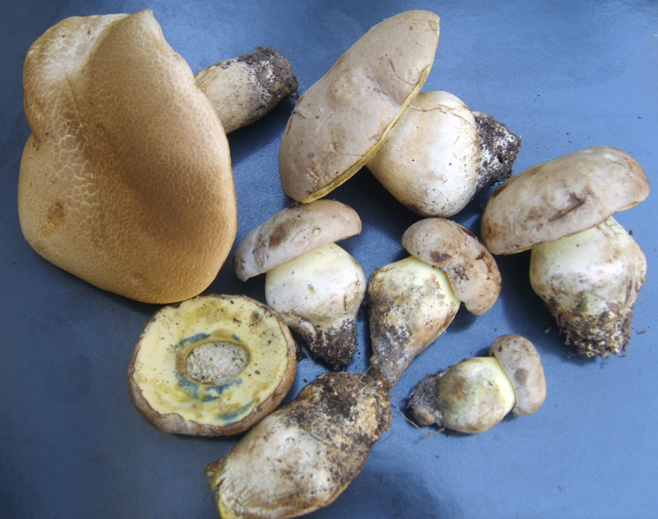 Boleti Grisolia
